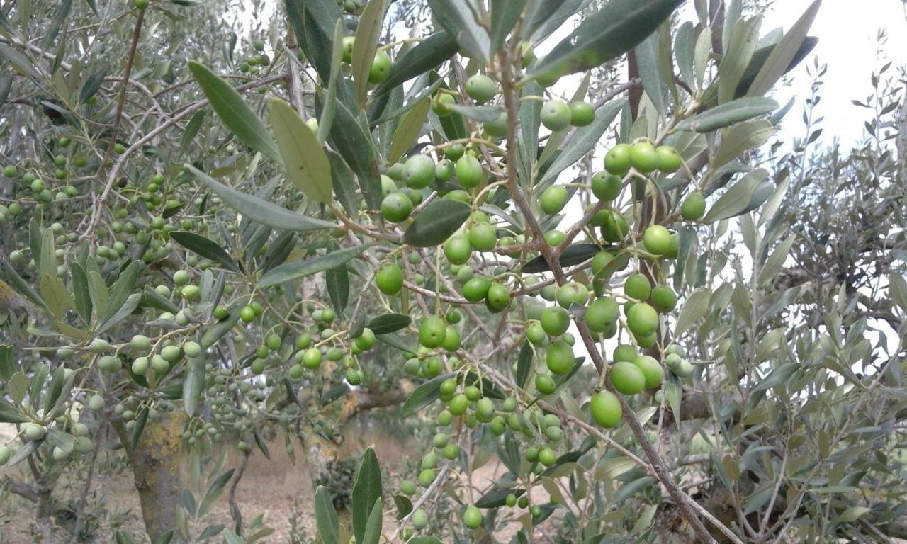 Poderi Di Tragliatella Εξωτερικό φωτογραφία